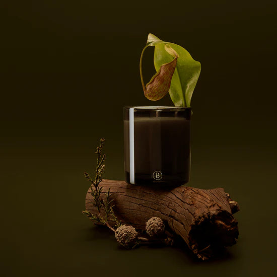 Bush Walk Scented 300g Candle